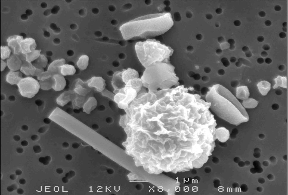 Bioaerosoler bakteriesporer soppsporer - mikroorganismer bakterier