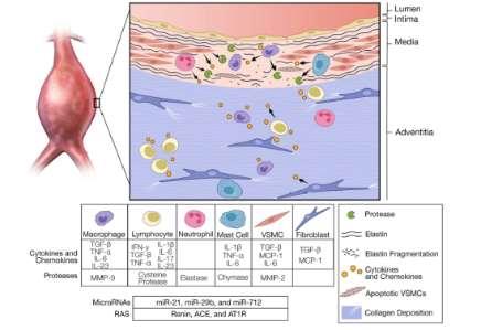 Medisinsk behandling av AAA Hemme proteolyse Hemme inflammasjon Hemme