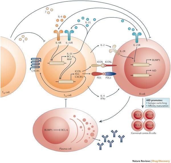 IL i denne familien signaliserer via fellesreseptoren γ-c i kombinasjon med enten α- eller β-kjede. Bindingen mellom IL og reseptor stabiliseres og dette aktiverer Janus kinase 1 (JAK1) og JAK3.