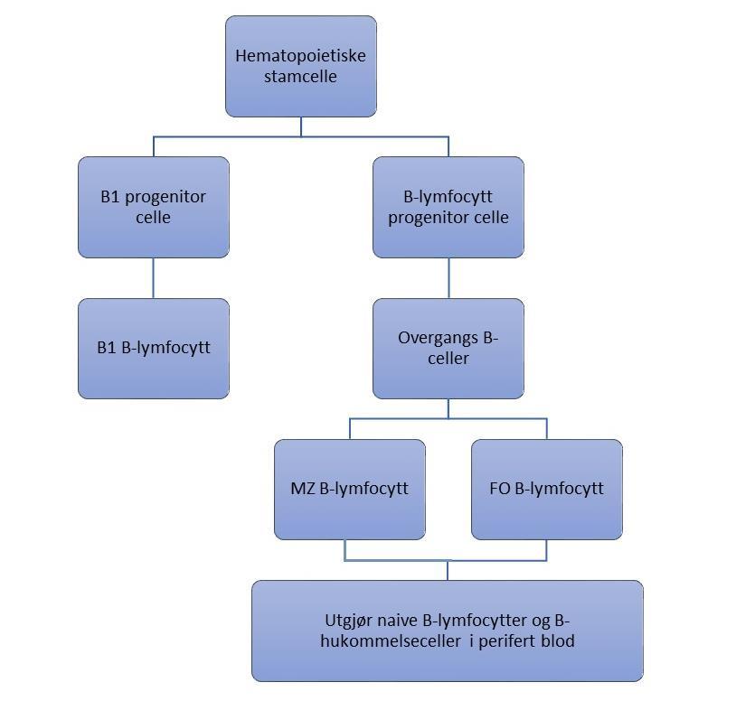 celle avhengige og uavhengige signalveier og differensiering til plasmaceller som produserer kortvarig IgM- eller langvarig IgG antistoff. Både MZ og FO B-lymfocytter finnes i perifert blod.