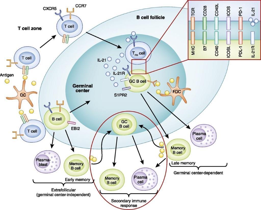 Responsen til B-cellene avhenger av type antigen; protein, karbohydrat eller fosfo-/ glykolipid. Protein antigen blir hovedsakelig gjenkjent av B-cellereseptorer (BCR) på FO B-lymfocyttene.