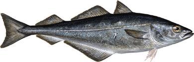 SAK 9/2017 REGULERING AV FISKET ETTER SEI NORD FOR 62ºN I 2018 Fiskeridirektøren har forelagt forslaget til regulering av fisket etter sei nord for 62 N i 2018 for Sametinget som ledd i