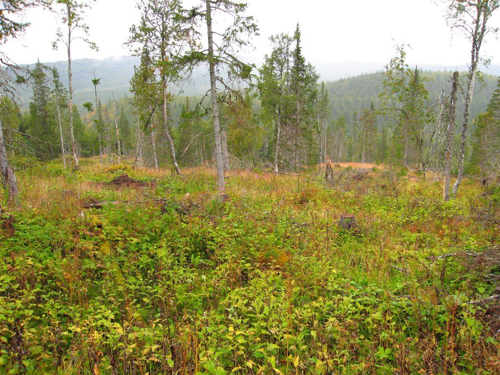 Klepsland Repetetivt plukkhogstpåvirket granskog i