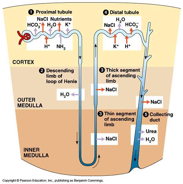 Litt nyrefysiologi Renal blodflow 1l/min Filtrat/råurin: 100ml/min = GFR