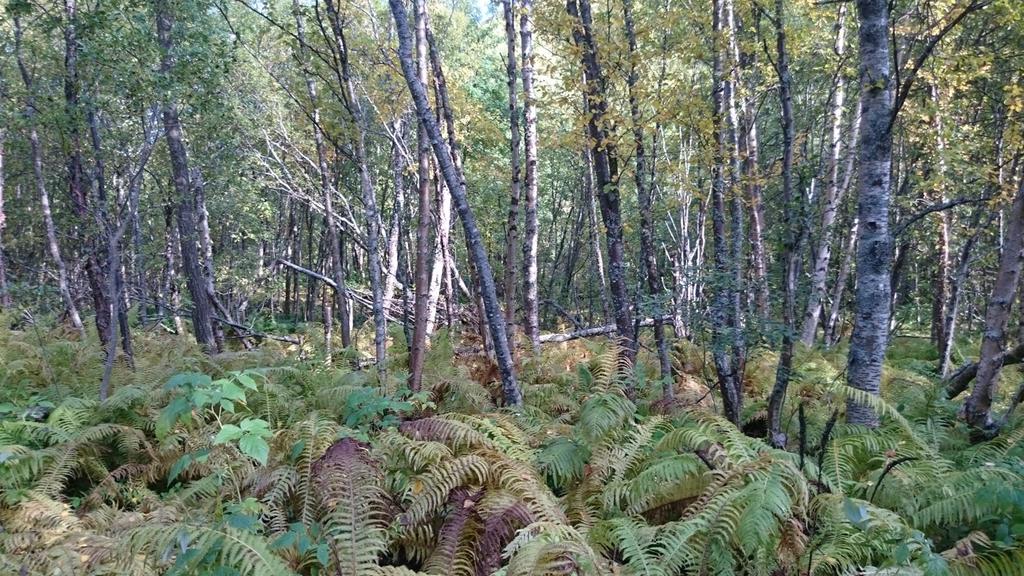 Figur 8. Naturtypelokalitet gråor-heggeskog med store mengder strutseving. Bilde tatt på ca kote 140. Foto: Kristin Sommerseth Johansen.
