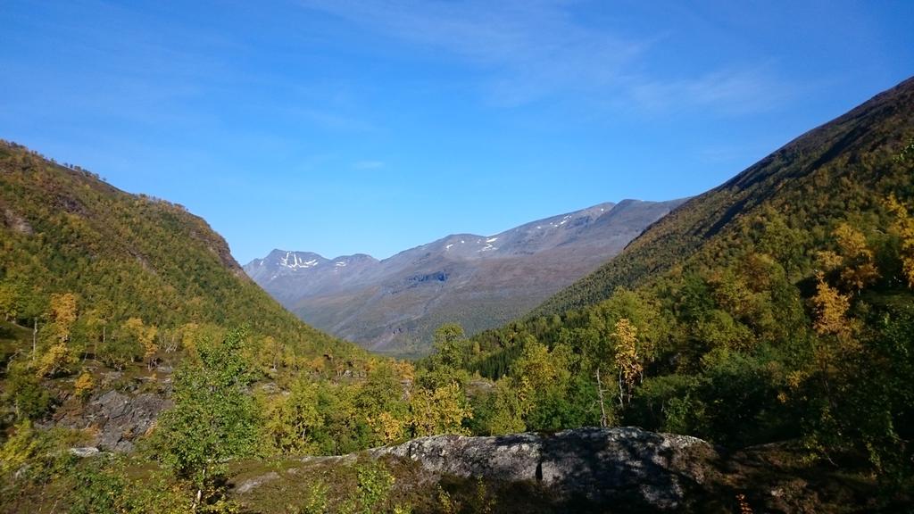 innslag av selje, rogn og gråor. Feltsjiktet går fra å domineres av småbregner, via humide flekker med høystaudeskog til å bli dominert av bærlyng i feltsjiktet.