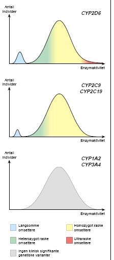 Antall individer CYP2D6 Antall individer Enzymaktivitet CYP2C9 CYP2C19 Antall individer Enzymaktivitet CYP1A2 CYP3A4 Langsomme omsettere