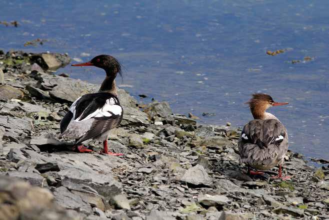 Siland Mergus serrator Vi talte opp individer (ikke reirtaksering av denne arten!) på vann og strand, omtrent som gjennomsnittet de siste årene. Siland på hekkeplass.