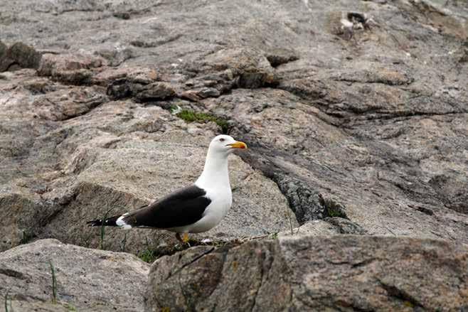 Sildemåke (Sm) Larus fuscus 5 5 75 5 5 75 5 5 97 975 977 979 9 9 95 97 99 99 99 995 997 999 Figur 6. Antall hekkende par sildemåke 97. Første kjente hekkefunn i Buskerud-skjærgården er fra 977.