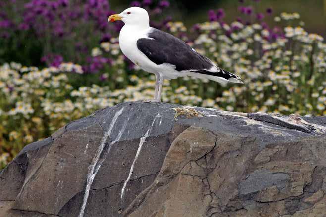 Svartbak (Sb) Larus marinus 5 97 975 977 979 9 9 95 97 99 99 99 995 997 999 Figur 7. Antall hekkende par svartbak 97. Første kjente svartbakhekking ble gjort i 9.