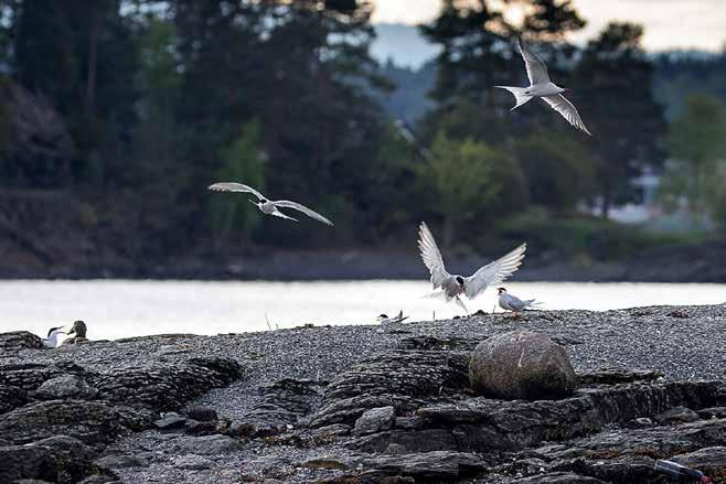 Makrellterne (Mt) Sterna hirundo 6 97 975 977 979 9 9 95 97 99 99 99 995 997 999 Figur. Antall hekkende par makrellterne 976.