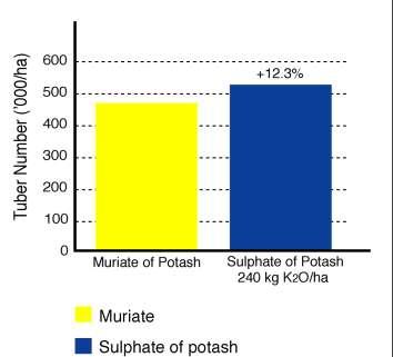 Kaliumkilde Kalisulfat Opp til 10% høyere tørrstoff innhold 12% mere