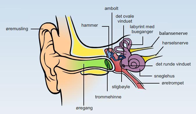 Figur 9. En oversikt over ytre og indre deler av øret. Akutt skade av hørsel TFS kan oppstå etter at det dannes inerte gassbobler inne i små kar og i væsken i det indre øret.