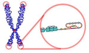 Figur 12. Telomerer i endene til kromosomene (kilde: Wikipedia).