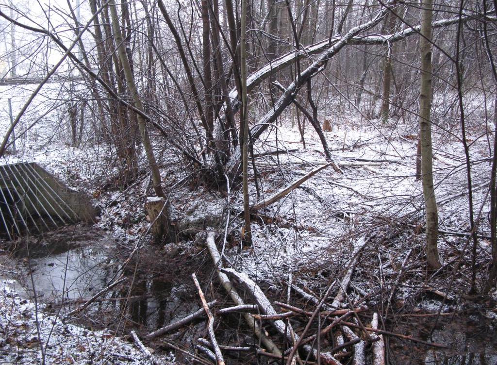 3.2.3 Gråor-heggeskog, verdi C (loknr. 595) Lokaliteten ble undersøkt av Blindheim og Olsen, Biofokus 22. november 2007 og strekker seg fra bekken der denne møter banen og ca.