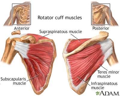 Rotator