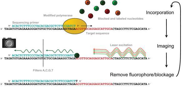 Innledning 1.8.7 «Next generation» Illumina sekvensering Illumina-sekvensering er en av de nyeste high throughout «next-generation» sekvenseringsmetodene som har kommet ut.