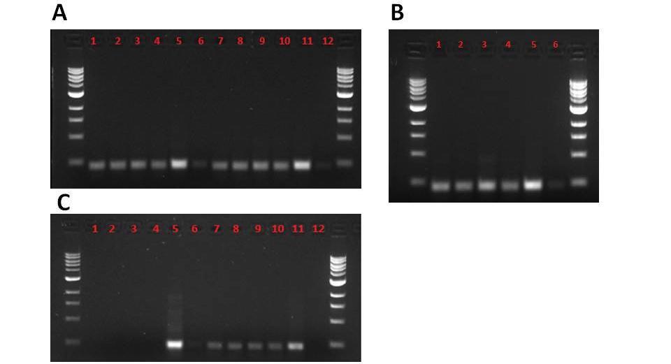 Resultater Figur 3.2 Gelelektroforese av PCR produkt, etter ekstraksjon med GA-Stool protokoll. Prøvene ble amplifisert med PRK 342F og 806R.