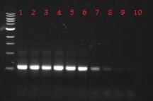 Resultater Optimalisering av hybridiseringstemperatur for en Illumina-modifisert universal primer ble gjort ved T m Gradient PCR (Figur 3.5).