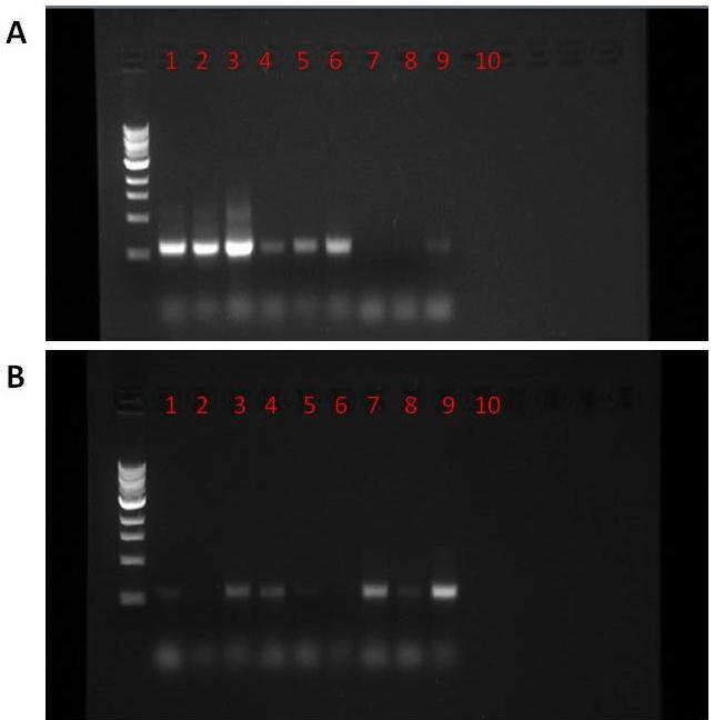 Resultater PCR. Etter DNA ekstraksjon med MagMAX TM Total Nucleic Acid Isolation Kit ble et amplikon bibliotek konstruert med Illuminamodifiserte PRK primere.