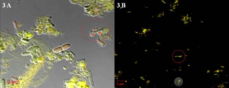 Resultater 40CM/10FE: sporulerende celler som avga grønn fluorescens, ble observert fra uke 1-3(3B). Observasjon av staver og kokker som avgir både rød og grønn fluorescens.