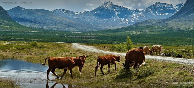Nasjonale miljømål fortsetter Eit representativt utval av norsk natur skal takast vare på for kommande generasjonar Indikatorer: verna