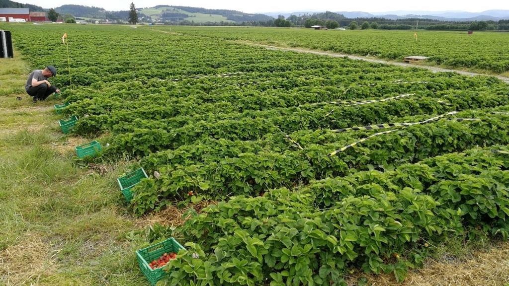 Før og etter behandlingen ble det foretatt visuell vurdering av helsetilstanden til plantene.