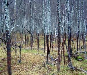 FLORA OG FAUNA Flora og fauna er her med som et eget tema fordi det behandles som et eget kapittel i konsesjonssøknaden (selv om dette ikke er med som et eget tema i NVE Veilederen om 3-2007 om