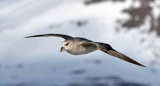 Mange havhester kommer flyvende ut Adventdalen, kanskje fra hekkeplassene i Fulmardalen, og