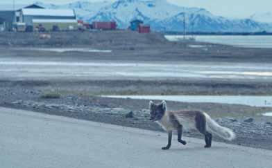 136 Mange har hundene sine plassert i hundegården til Longyearbyen hundeklubb.