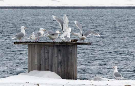 På strandkanten ligger det en stor kabeltrommel.