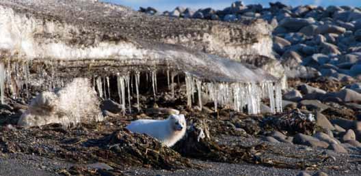 Den er vanlig på hele strekningen Laguna Vestpynten. Det er ikke lov å plukke blomster på Svalbard.