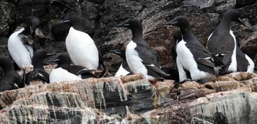 fuglene på havet langs kyststsien. Polarlomvi legger sitt eneste egg rett på fjellhylla.