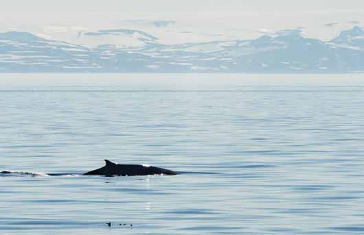 196 Fra å ha vært nesten utryddet ved Svalbard, har hvalrossbestanden tatt seg opp og slengere