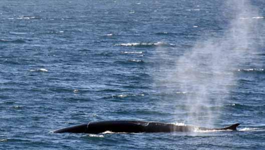 De store hvalene har blitt mer vanlig de senere årene.