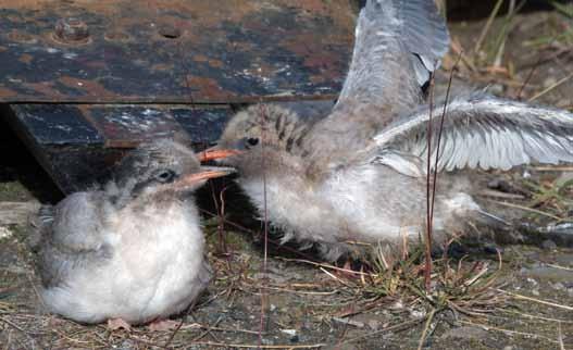 Rødnebbterna er en av byens rettmessige innbyggere som har like stor rett til å være her som oss andre. Arctic Terns are common breeding birds on Svalbard.