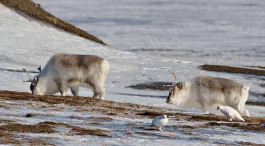 Forekomst langs kyststien Svalbardrypa kan påtreffes langs hele kyststien hele året, men er mest vanlig i området sør for flyplassen. Selv inne i Longyearbyen kan svalbardrype påtreffes.