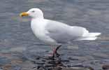 Polarmåke Bakgrunnskart Norsk Polarinstitutt Polarmåka (Larus hyperboreus) hekker over hele Svalbard, og er den desidert mest tallrike av de store måkeartene.