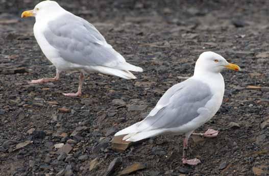 Forekomst langs kyststien Polarmåker kan observeres langs hele kyststien. De kan sitte samlet i flokker eller fly enkeltvis langs kysten.