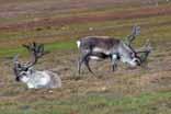 Reinsdyr Bakgrunnskart Norsk Polarinstitutt Svalbardreinen (Rangifer tarandus platyrhynchus) finnes over store deler av øygruppa som ikke er dekt av isbreer, men hovedutbredelsen er på Nordenskiöld