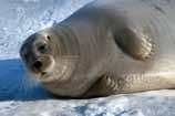 Storkobbe Bakgrunnskart Norsk Polarinstitutt Storkobba (Erignathus barbatus) finnes hele året langs kystene og i fjordene over hele Svalbard. Spesielt tallrik i områder med drivis.