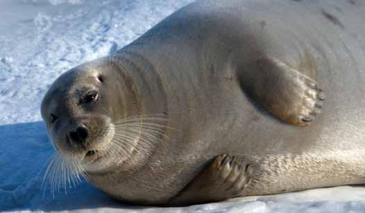 På engelsk heter storkobba «Bearded seal» som betyr skjeggsel på norsk.