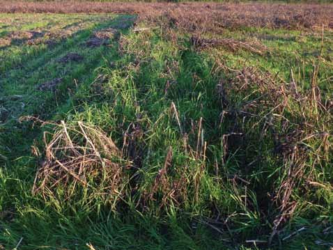 Øverland, J.I. & Rostad, B.I. / Bioforsk FOKUS 7 (1) 141 Bilde 1. Forsøksrute med Snowbird nedvokst i spillfrøplanter av timotei. Foto: John Ingar Øverland. Tabell 2.