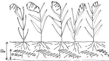 Adam O Toole / Bioforsk FOKUS 7 (1) 15 Jord- og klima Bilde 2. Plassering av biokull i plogsjiktet i 2011. Bilde 3. Biokull synlig på ruteoverflaten etter høstpløying 2011. Foto: Bioforsk.