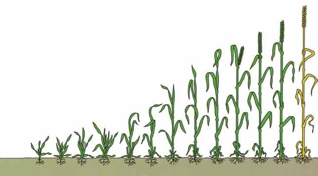 Jord- og Plantekultur 2012 / Bioforsk FOKUS 7 (1) 237 Utviklingsstadier i korn I flere av artiklene i denne publikasjonen blir det referert til Zadoks skala for å beskrive kornplantenes