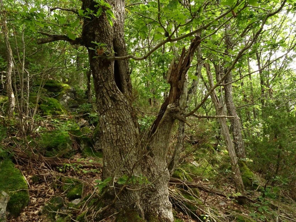 Bilder fra området Rosstøl Kortvokst, hul eik