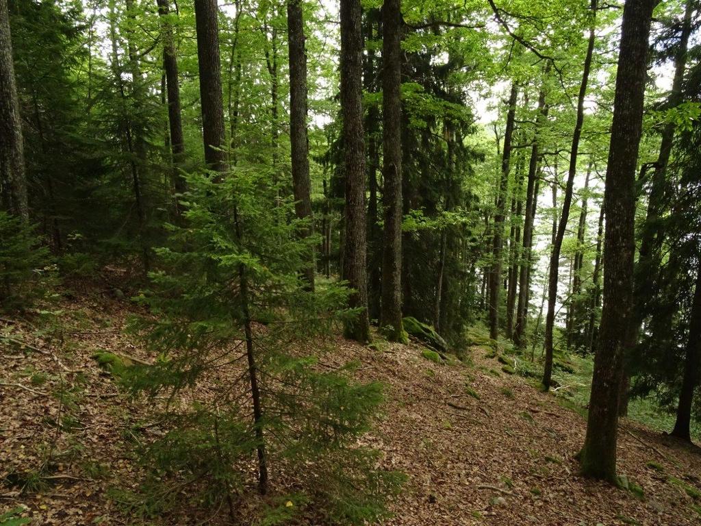 Klepsland Tynnstammet (svak) lågurt-eikeskog