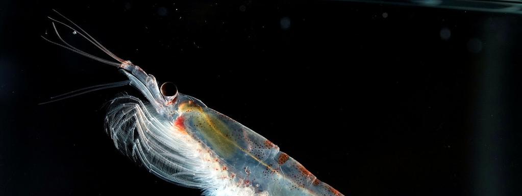 Forvaltningen av krill og fisk er basert på et vitenskapelig grunnlag, men datagrunnlaget er begrenset.