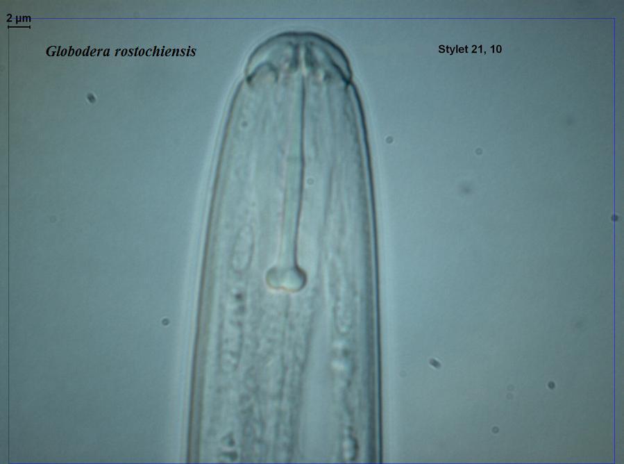 fokusering og DNA-baserte teknikker som PCR og RFLP.