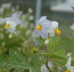 4. Studere populasjonsnedgang i felt med tidligpotet og Solanum